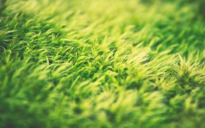 Jésus est le bon berger